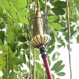 Na kaj moram biti pozoren pri obiranju jabolk?