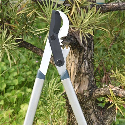 Najboljše orodje za obrezovanje vej so obvodne škarje