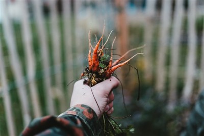 Obvladovanje umetnosti odstranjevanja plevela: vodnik za uporabo orodja za pl...